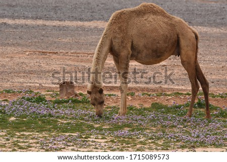 
A herd of camels wandering through the deserts of eastern Jordan during the desert flowering. Camels looking for food on dry hard ground.