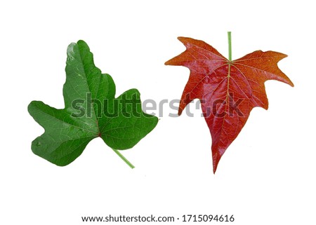 sweet potato leaf isolated on the white background