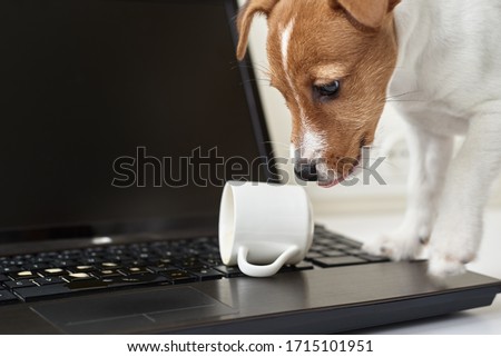 Dog spilled coffee on computer laptop keyboard. Damage property from pet Royalty-Free Stock Photo #1715101951