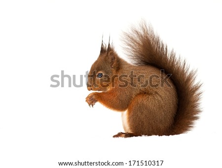 Red Squirrel in snow