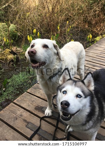 Happy dogs with cute smiles 
