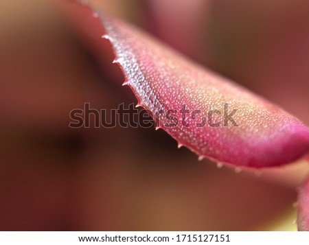 Closeup view of leave ,Abstract pink nature leaf of plant with  blurred background ,freshness wallpaper concept ,soft focus, macro image, blur nature leaves and bright, sweet color 