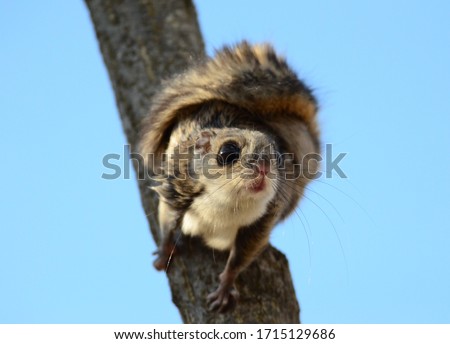 ready to fly Siberian flying squirrel squirrel