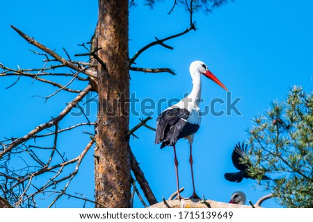 one stork stand in a three with blue background