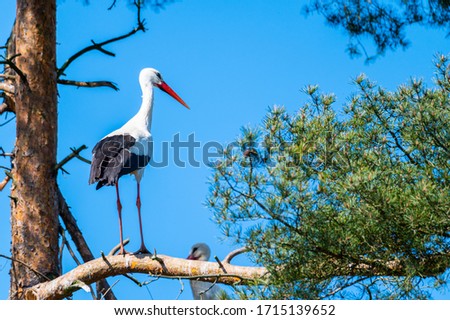 one stork stand in a three with blue background