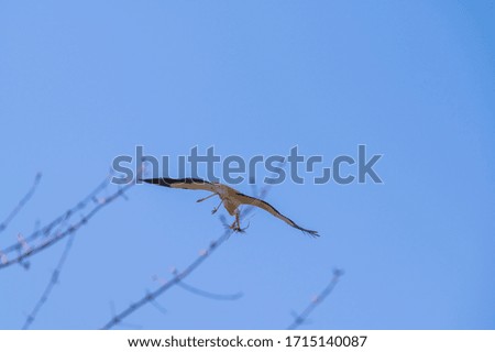 A  stork flies far past the sky with a blue background