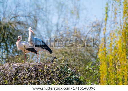 Two  storks sit in their nest with blue background
