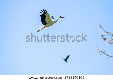 A  stork flies far past the sky with a blue background