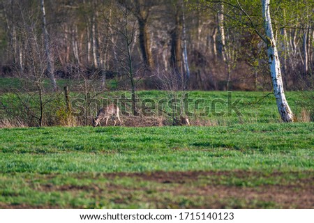 Deer  are looking for food on a field in northern Germany