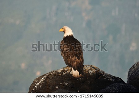 An Adult Eagle on a rock