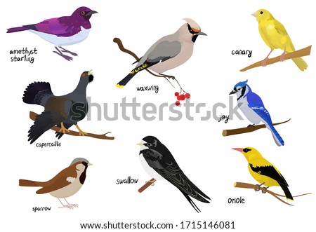 Bird cartoon icon. Isolated illustration of animal. poster with different wild birds