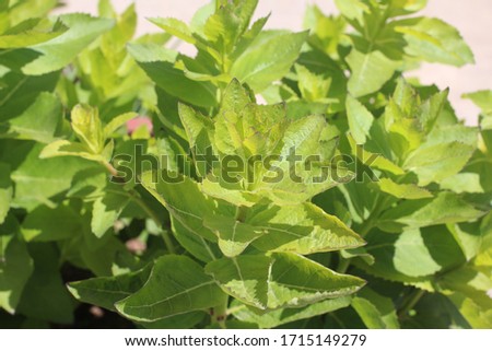 Nature view of green plants background in garden