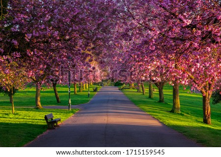 Avenue of cheery blossom trees in Pittencrieff park, Dunfermline, fife, Scotland, uk. Royalty-Free Stock Photo #1715159545