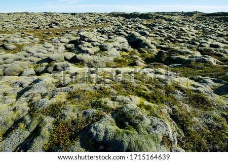 
Moss are growth in Iceland