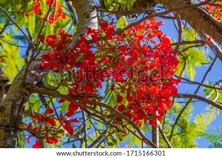 Close up of Fern-like leaves and orange-red flowers of Delonix regia, a species of flowering plant in the bean family Fabaceae.