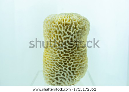 the aquarium stuff of cylinder coral in white background ,close up picture