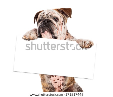 Bulldog standing up and holding a blank white sign for you to add your message to