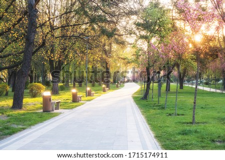 sunny summer park with trees and green grass