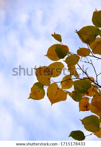 Autumn background. Yellow leaves on tree branches against the sky. Beautiful autumn background. Vertical, free space, nobody, cropped picture. Concept of the seasons.