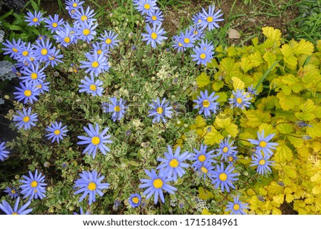 Spring light blue flowers and yellow flowers wallpaper.