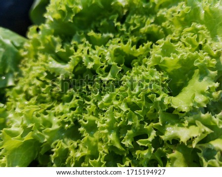 Closeup soft focus picture of salad. fresh vegetables good for health