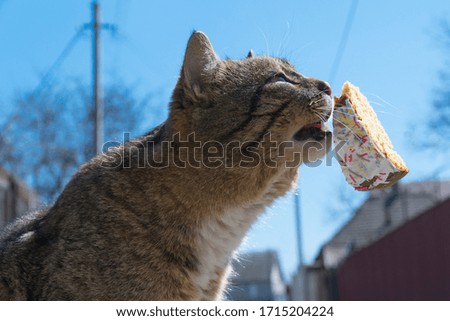 
cat eats easter cake decorated with glaze