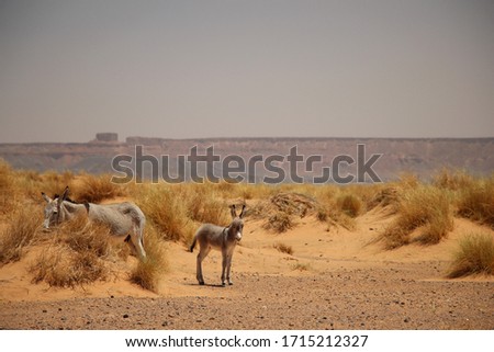 Two donkeys/mules in the Moroccan desert
