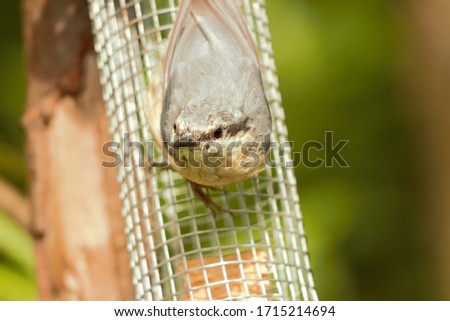 A Eurasian Nuthatch (Sitta europaea) perched on a bird feeder.