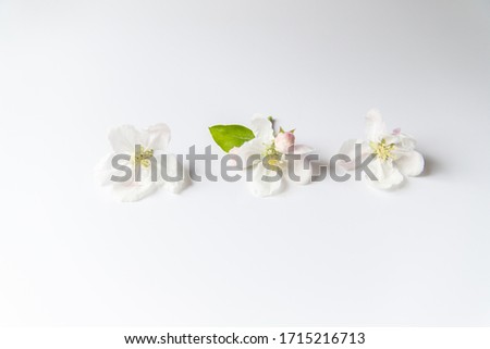 Tender apple tree flowers on a white background