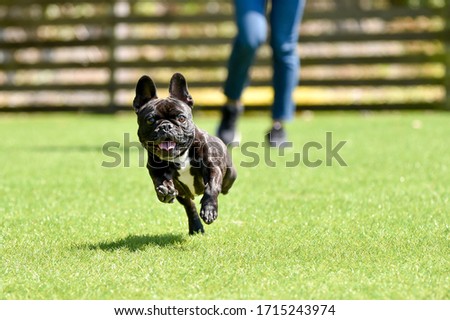 Boston Terrier playing in a dog run