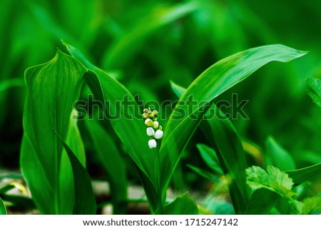 Lilies of the valley, a plant listed in the Red Book, flowering plants in the forest