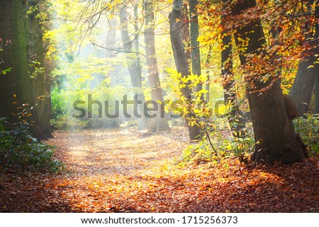 Close-up view of the tall ancient golden beech trees in the Nachtegalen park. Sun rays through the tree trunks, shadows on the ground. Forest floor of red, orange and yellow leaves. Antwerp, Belgium