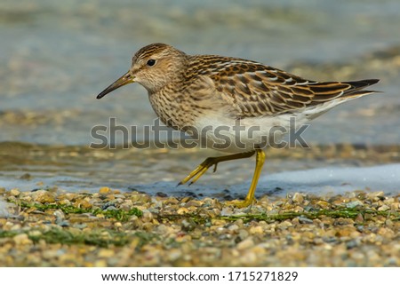 A Pectoral Sandpiper is walking on a gravel beach looking for a meal. Tommy Thompson Park, Toronto, Ontario, Canada. Royalty-Free Stock Photo #1715271829