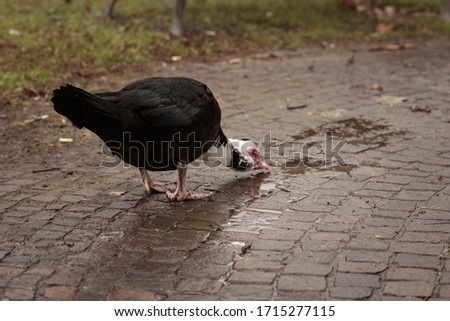 wild bird drinks from a puddle