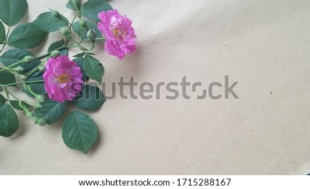pink flowers on blank background