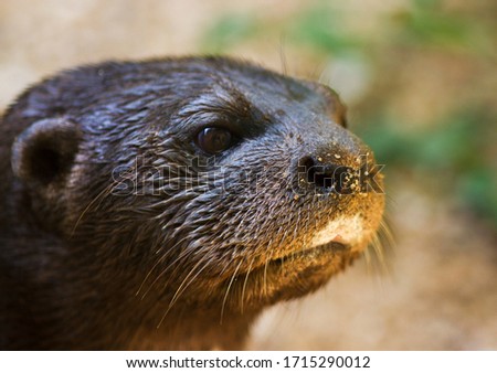 A Spotted-necked Otter peers out from the entrance from its holt. Though they were widespread these agile aquatic hunters have been persecuted for their fur and habitat loss
