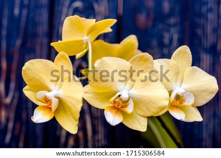 A branch of yellow orchids on a blue wooden background 