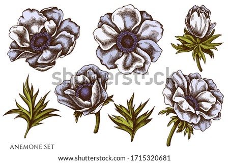 Vector set of hand drawn colored anemone