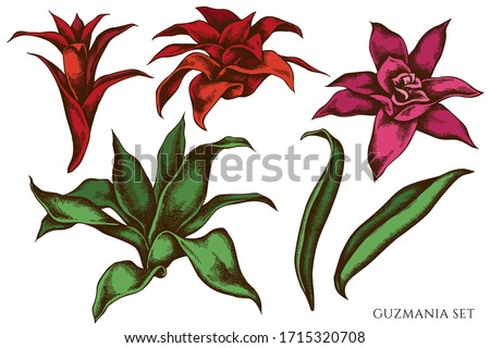 Vector set of hand drawn colored guzmania Royalty-Free Stock Photo #1715320708