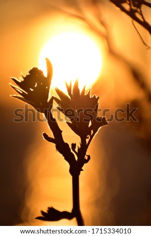 sunset over the baltic sea with magnolia bud silhouette 