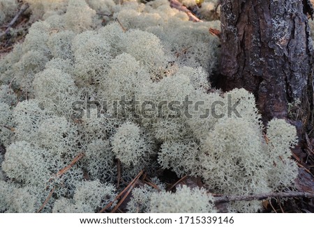 Cladonia stellaris (known also as Northern Reindeer Lichen or Start Reindeer Lichen)  growing in thin soil over rocks, in open coniferous forests, often common in lichen woodlands Royalty-Free Stock Photo #1715339146