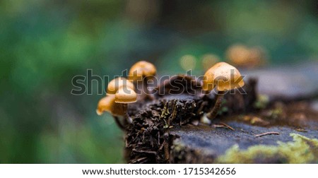 Mushrooms on a tree trunk in nature.