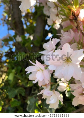 Up close picture of white flowers with a blurry background.
