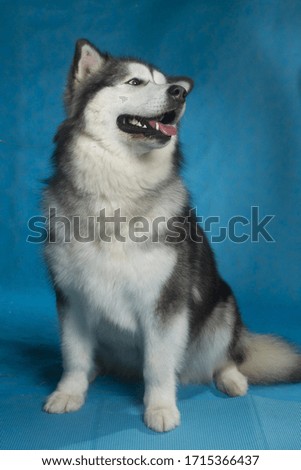 Malamute dog on a blue background