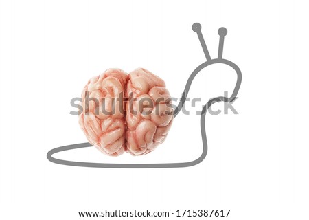 Slow human brain - snail isolated on a white background. Stupid, slow and difficult learning.