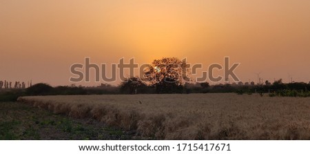 sunset wheat farm and rare picture 