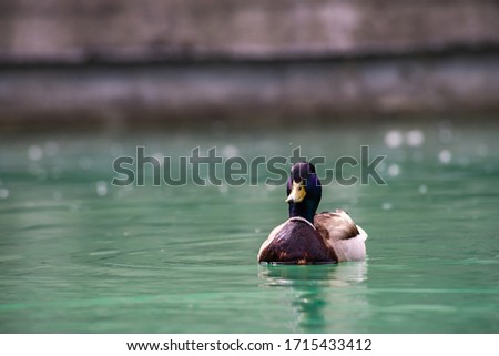 Young male duck sweeming on nice turquoise water