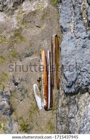 Close-up of an empty razor on the beach at low tide; Ireland.