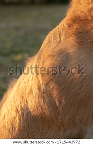 dog's  back exposed by sunset