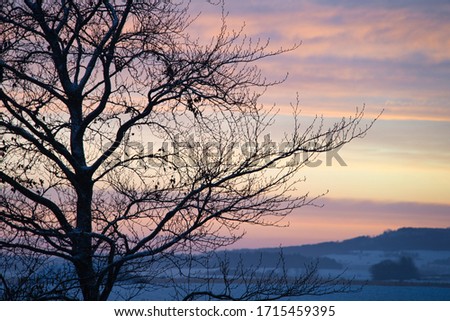 Romantic pink orange sunrise in winter with leafless trees, calendar picture December, January